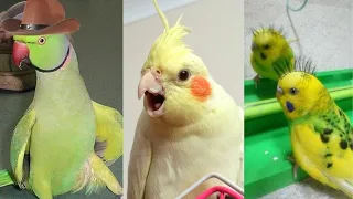 SMART AND FUNNY PARROTS - TRY NOT TO LAUGH 🦜🐦😂| Funny Pets