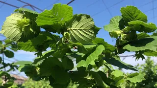 Двухлетние саженцы фундука Трапезунд. Урожай ореха 2020.