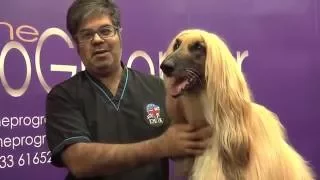 How to groom an Afghan Hound - Grooming Guide - Pro Groomer