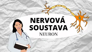 NERVOVÁ SOUSTAVA - Zaostřeno na neuron