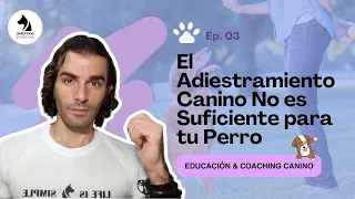 El Adiestramiento Canino No es Suficiente para Educar a tu Perro