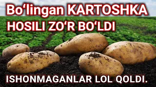 Yana isbot kerakmi ? Bo'lib ekilgan KARTOSHKA hosili juda zo'r bo'ldi