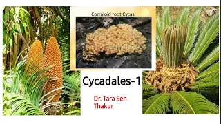 Cycadales-I