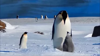 Emperor Penguin Feeding Her Chick