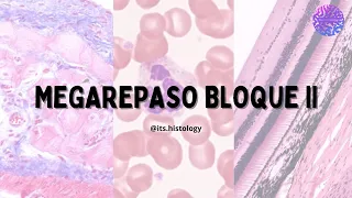 MEGAREPASO B2 - its.histology