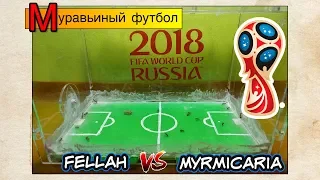 Муравьиный футбол ● Fellah VS Myrmicaria ● ANTS FIFA 2018