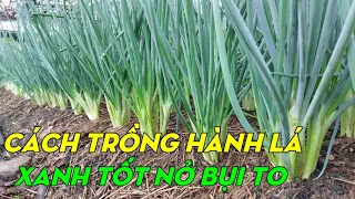 How To Grow Bunching Onions From Seeds To Harvest | Phan Đức #191