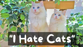 Why Do Some People Hate Cats | The Cat Butler