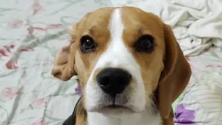 Beagles are the best💕