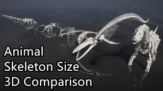 Animal Skeleton Size Comparison | 3D Size Comparison | Biggest Skeleton
