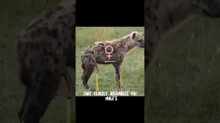 Hyena | The creature that suffers the most during childbirth