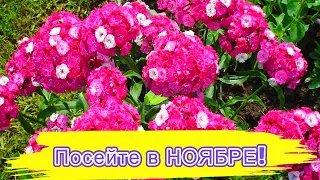 БЕЗ РАССАДЫ! ПОСЕЙТЕ ЭТОТ ЦВЕТОК в НОЯБРЕ! Затмит цветением на клумбе