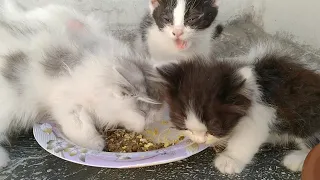 Hungry Kittens Were Attacking On Food Like They Were Starving