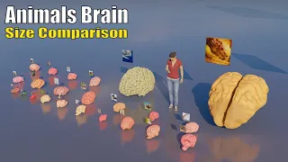 Brain 3D Size Comparison: The Mysteries of Animal Intelligence
