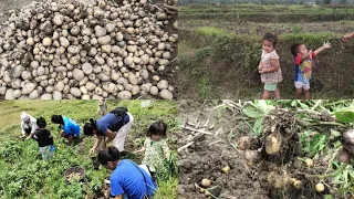 Harvesting Potatoes 🥔🥔  chapang hon akichep na deh uve😂