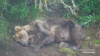 Nap Time With Otis | Best of Bear Cam