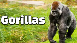 12 Interesting Facts of Gorillas: Majestic Jungle Giants