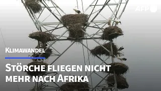 Klimawandel: Störche fliegen nicht mehr nach Afrika | AFP