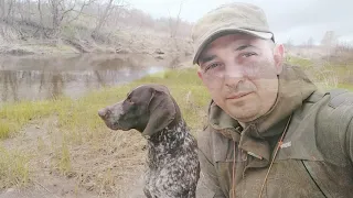 Натаска легавой! Курцхаар Ричард в межсезонье!