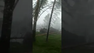 Ветер валит деревья в лесу