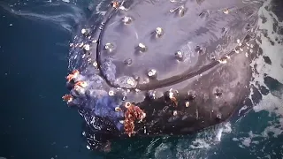Three Very Curious Humpback Whales