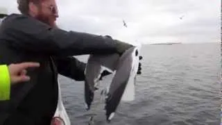 Рыбак поймал чайку голыми руками