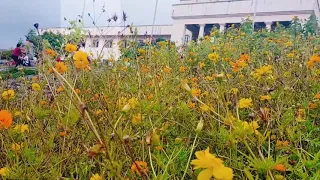 The Beuty of Yamato Flower Farm 🌏 Lambunao Iloilo