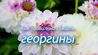 Как посадить георгины / Правильная посадка георгин