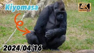 元気すぎるキヨマサとアニー  2024/04/16 火曜日【東山動物園】