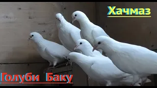 Бакинские голуби Самина в Хачмазе!