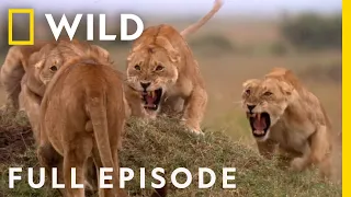 SPECIAL: Cat Fight (Full Episode) | Animal Fight Night