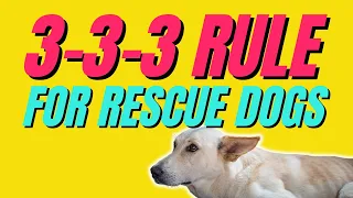 3-3-3 RULE for RESCUE DOGS! The first 3 DAYS, 3 WEEKS &  3 MONTHS