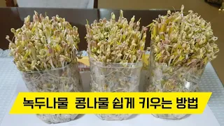 How to grow mung bean sprouts easily at home, harvested in 3 days
