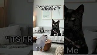 CAT MEMES 🐱 HOW DAD MET MOM PT.1 #relatable #cat #catmemes #catvideos #shorts