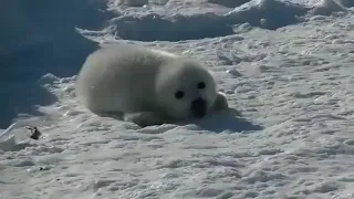 Cute baby seal calls his mother