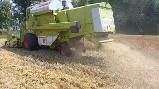 Żniwa 2021  jęczmień czas start claas dominator 76 ursus & pronar