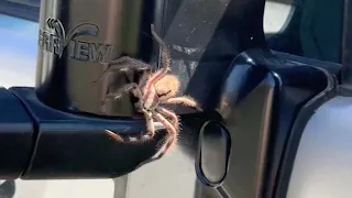 Couple Find Huge Huntsman Spider On Car