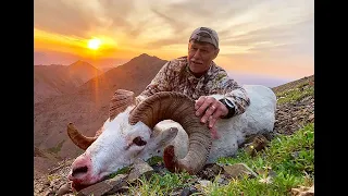 Alaska Summit Guides Dall Sheep Hunting