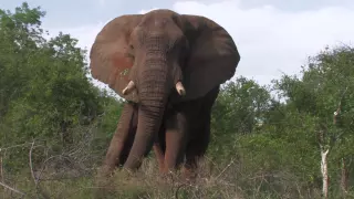 Kruger Park, South African National Parks - Photos of Africa