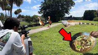 Hunting Iguanas and Geese in Floridas City Jungles -Catch and Cook invasive Lo mein