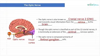 Optician Training: The anterior and posterior chambers (Ocular Anatomy Lecture 11)