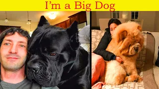 I'm A Big Dog || Big Dogs Thinking They're Lap Dogs