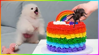 Top Tik Tok Chó Phốc Sóc Mini 2023😍 Funny and Cute Pomeranian 🐕#461