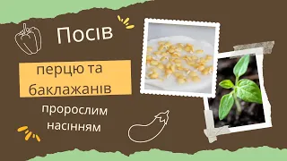 Як посіяти перець та баклажани пророслим насінням