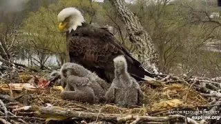 Decorah Eagles~Eaglets Self Feeding Attempts-Moving Objects-Learning New Skills_4.27.20