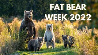 Fat Bear Week 2022!