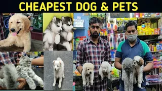 Cheapest Dog & Pets Shop| Vikas Pet Shop in   Delhi| Wholesale/Retail