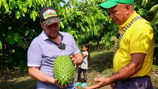 El secreto detrás del cultivo de guanábana en Colombia que nadie te ha contado