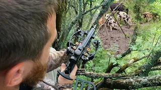 2 Hogs Down w/ RD Mini Striker Pistol Crossbow