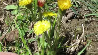 Pissenlit vs tussilage, savoir les reconnaître avec Les Herbes Aux Soins